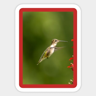 Ruby throated hummingbird Sticker